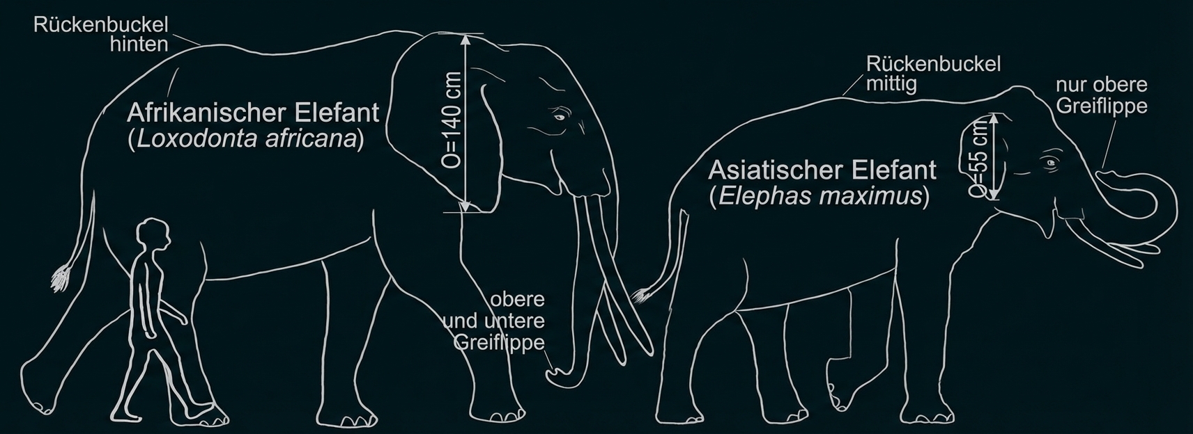Zwei schematische Elefanten (afrikanisch und asiatisch) mit Größenvergleich und Beschriftungen.